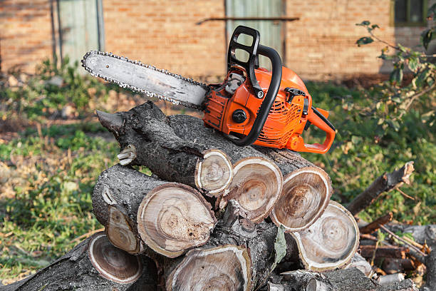 Best Best Tree Removal Services  in Aztec, NM